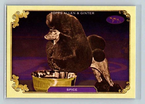 2024 topps allen - topps,