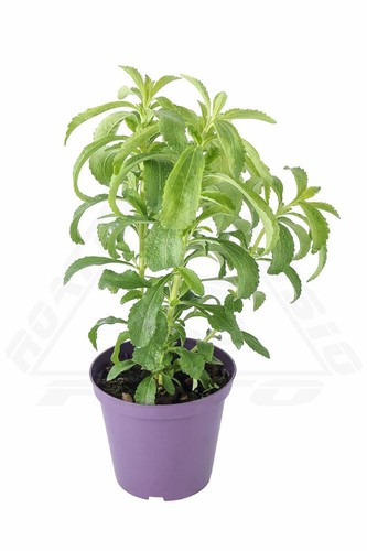 Semi stevia rebaudiana - di,