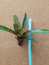 Neoregelia Screaming Tiger