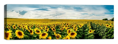 Campo girasoli quadro - di,
