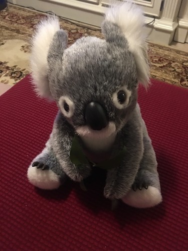 Australia koala grigio - koala,