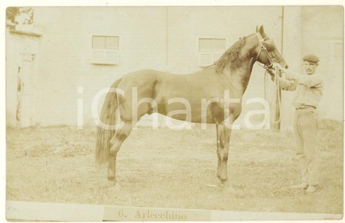 1900 italia cavallo - 1900,