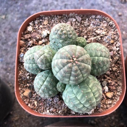Multi teste rare euphorbia - rare,