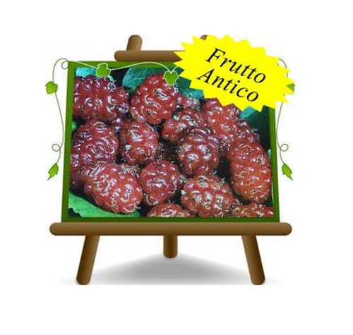 Gelso rosso pianta - rosso,