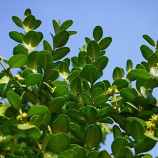 Pianta bosso rotundifolia - bosso,