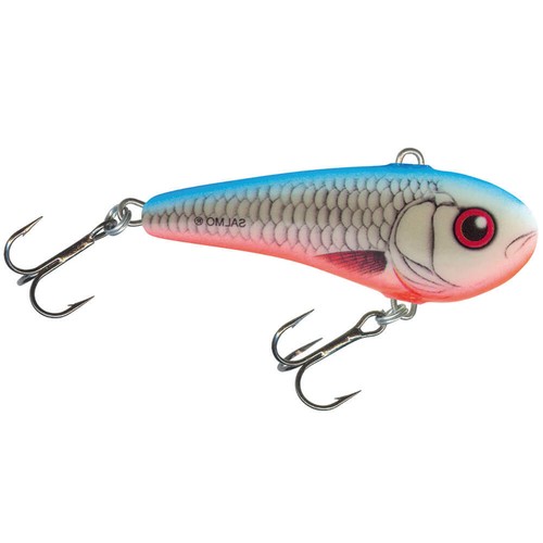 Salmo paffuto darter - salmo,