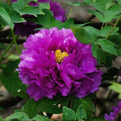 Semi peonia purple - peonia, purple"