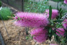 25 graines RINCE-BOUTEILLE VIOLET(Callistemon Violaceus)G374  BOTTLEBRUSH SEEDS