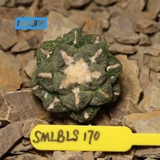 Pianta succulenta viva 5,6 cm