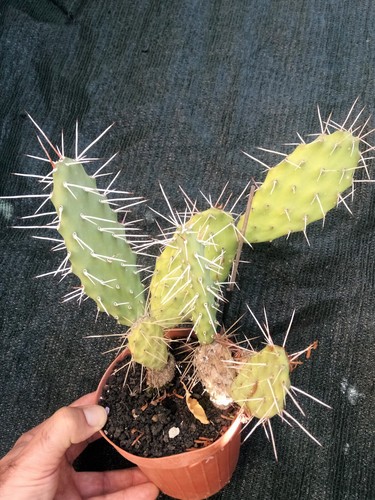 Opuntia sulphurea cactus - sulphurea,