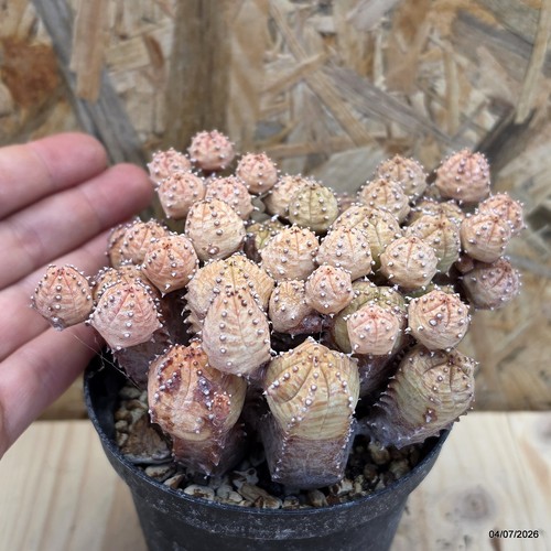 Euphorbia pseudoglobosa vaso - euphorbia,