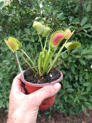 Dionaea muscipula g14 g19 - g14, x
