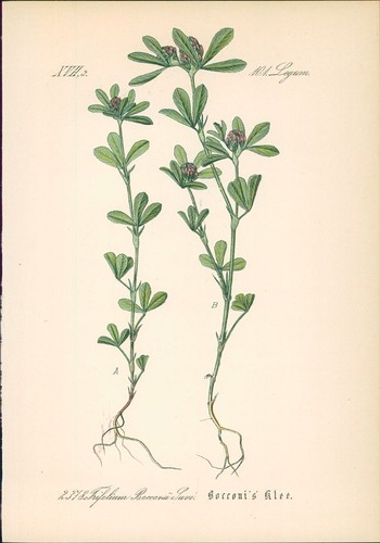Chromolithographie bocconis - :,