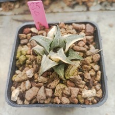 Haworthia 🌵badia Alluminium