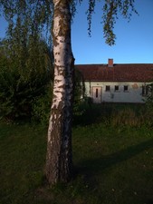 Ricoh Caplio GX100 SENZA il