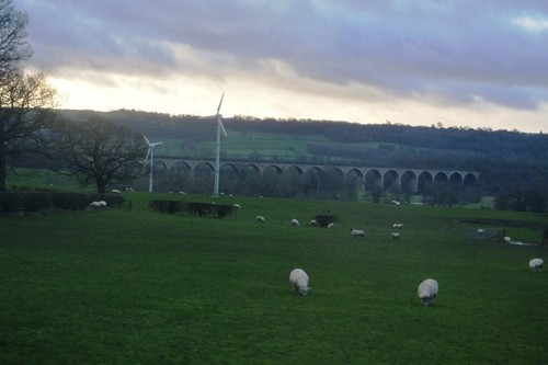Photo 6x4 sheep grazing - sheep,