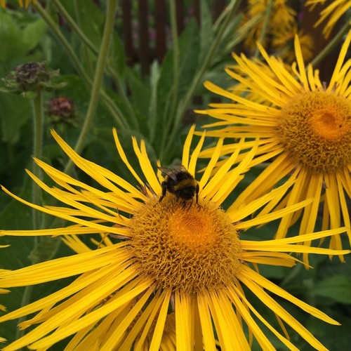 Atalant echter alant inula - atalant,