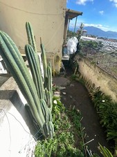 Echinopsis 50 cm/100cm