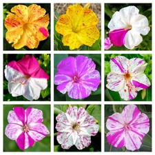 Mirabilis jalapa HYBRIDS SEED - SEMI fiore miracoloso | fiore notturno