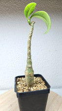 Pachypodium decaryi n°78