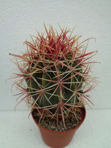 Ferocactus gracilis - , x