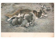 Primi '900 antica foto cartolina cane lupo cuccioli