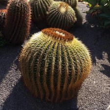 Echinocactus grusonii - ,