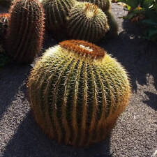 Echinocactus grusonii -