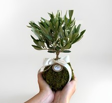 Kokedama di Ulivo Olea Europea