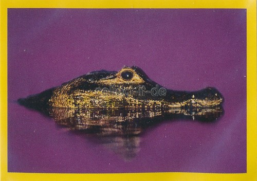 Panini national geographic - national,