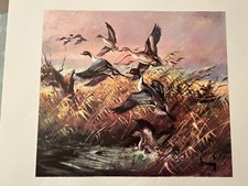 ROBERTO LEMMI - STAMPA