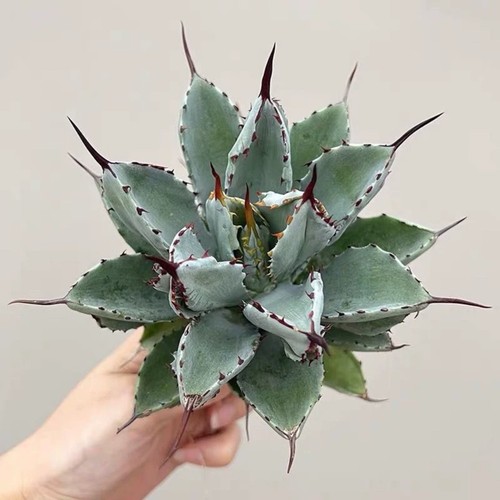 Pianta agave succulenta 8cm - di,