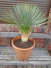 Yucca Rostrata n.20 "Qualità