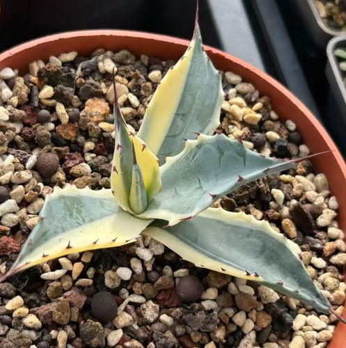 Vendita raro cactus agave - vendita,