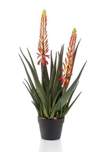 Aloe vera finta - fiorita, in
