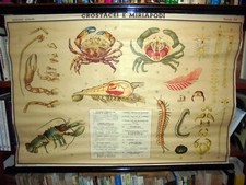 TAVOLA PARIETALE - POSTER