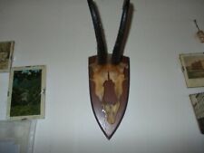 Trofeo di  caccia camoscio --corna  su  scudo-- anni  60