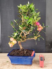 bonsai  olivo  h 44 cm visita