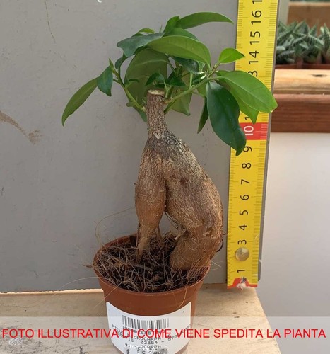 Pianta bonsai ficus - pianta,