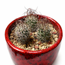 Turbinicarpus graminispinus