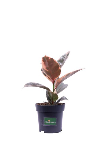 Pianta ficus elastica - pianta,