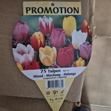 Bulbi Tulipani 75 Bulbi