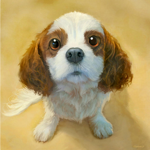 Spanial puppy dog - dog,