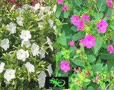 SEMI BELLA DI NOTTE MIRABILIS