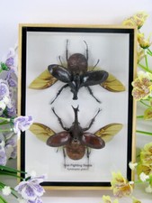 2xThai figthing Beetle - veri