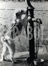 Foto vintage Animali, Cani, 1958, Cane alla fontana, Stampa 21 x 15cm