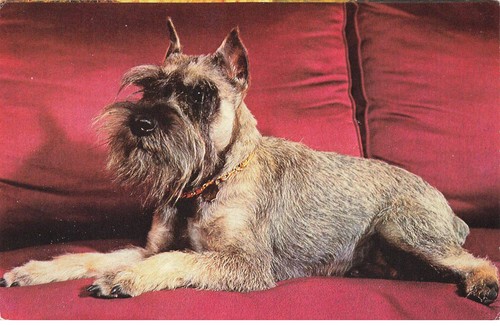 Cani al00568 uno - cani, schnauzer