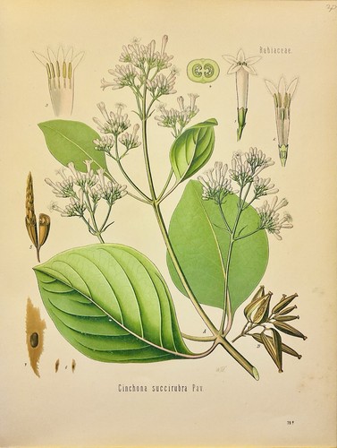 Cinchona succirubra 1886