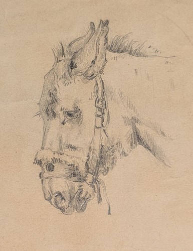 Asino cavallo mucca capra - mucca,,