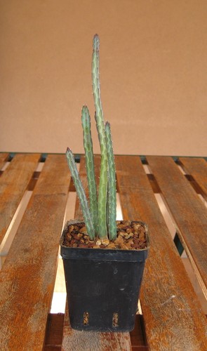 Euphorbia asthenacantha s - ,